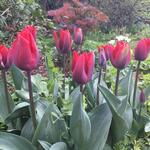Tulipa 'Couleur Cardinal'  - 