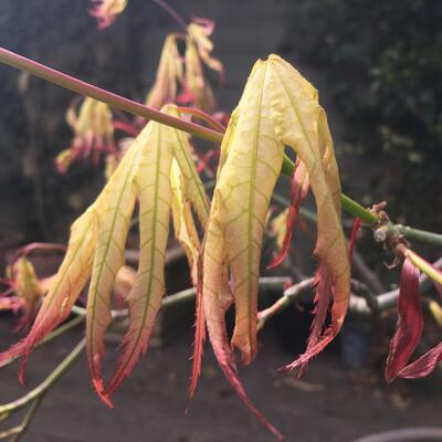 Acer palmatum 'First Ghost' - 