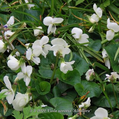 Viola sororia 'Albiflora' - Viola sororia 'Albiflora'