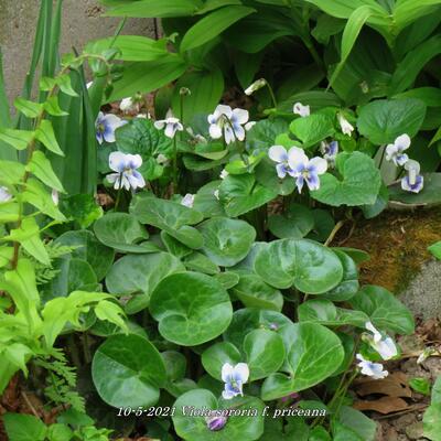 Viola sororia f. priceana - 