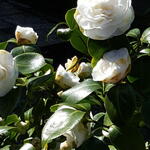 Camellia japonica 'Nobilissima' - 