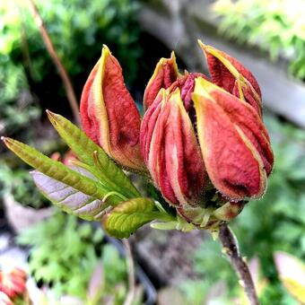 Rhododendron 'Klondyke'