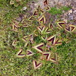 Persicaria microcephala 'Silver Brown' - 