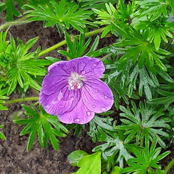 Geranium sanguineum 'Vision Violet'
