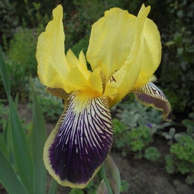 Iris germanica - 