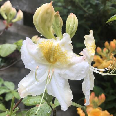 Rhododendron 'Ballerina' - 