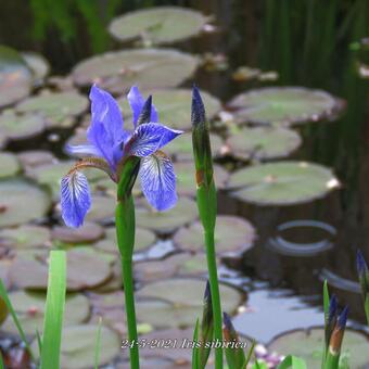 Soteer Garten 50 Stück Sibirische Iris Samen Schwertlilien Körnigen Blumensamen Mehrjährige Hausgarten Pflanzen 
