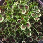 Trifolium repens 'Leonore' - 
