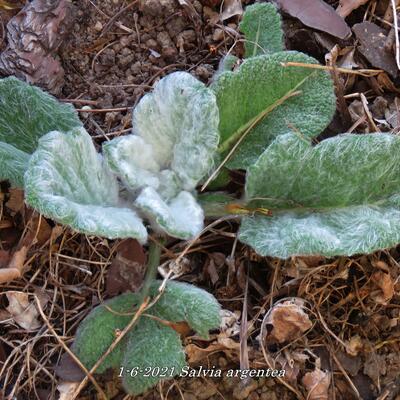 Salvia argentea - Salvia argentea