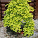 Acer palmatum 'Cascade Gold' - Acer palmatum 'Cascade Gold' - 