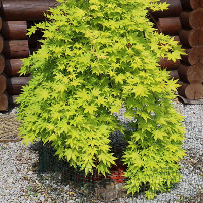 Acer palmatum 'Cascade Gold' - 