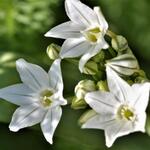 Triteleia hyacinthina - 