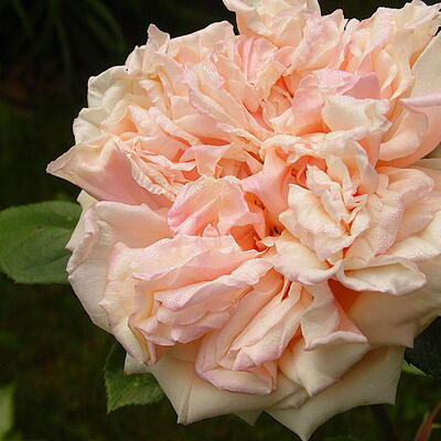 Rosa 'Gloire de Dijon' - 
