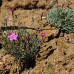 Dianthus gratianopolitanus 'Pink Jewel' - Dianthus gratianopolitanus 'Pink Jewel'