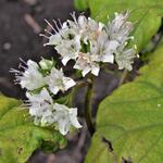 Hydrophyllum canadense - 