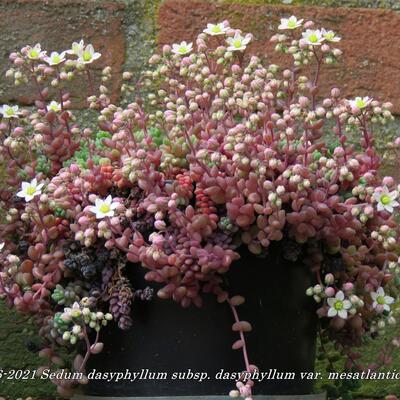 Sedum dasyphyllum subsp. dasyphyllum var. mesatlanticum - 
