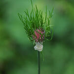 Allium vineale - 