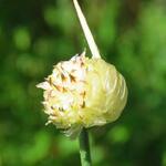 Allium vineale - Weinberg-Lauch