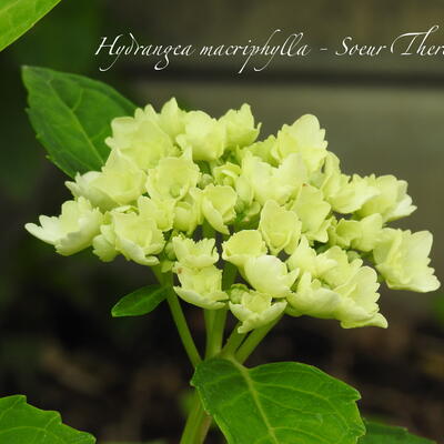 Hydrangea macrophylla 'Soeur Thérèse' - Hydrangea macrophylla 'Soeur Thérèse'