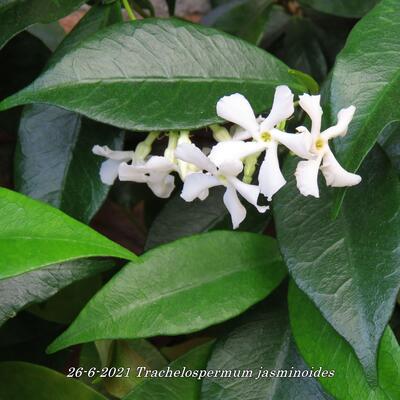 Trachelospermum jasminoides - Chinesischer Sternjasmin - Trachelospermum jasminoides