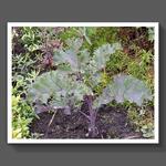 Brassica oleracea convar. acephala var. laciniata f. rubra  - 