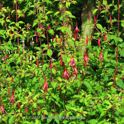 Fuchsia regia subsp. regia - 