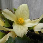 Begonia SUMMERWINGS 'Vanilla Elegance' - 