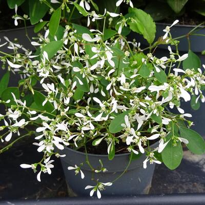 Euphorbia hypericifolia - 