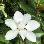Magnolia grandiflora ‘Galissonière’ - Magnolia grandiflora ‘Galissonière’