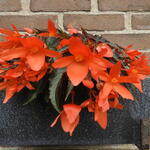 Begonia SUMMERWINGS 'Oranje Elegance' - 