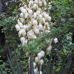 Yucca gloriosa var. tristis - Yucca gloriosa var. recurvifolia