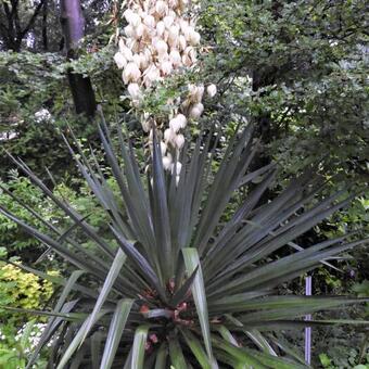 Yucca gloriosa var. tristis