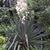 Yucca gloriosa var. tristis