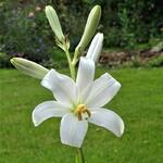 Lilium candidum - Lis blanc