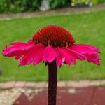 Echinacea purpurea 'SENSATION Pink' - 