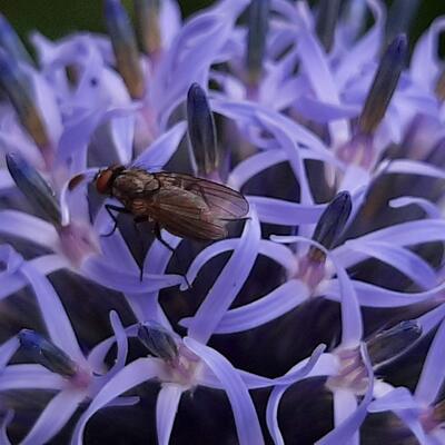 Azurite (flore) - Echinops ritro