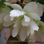 Begonia x tuberhybrida 'ILLUMINATION White' - 