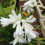 Agapanthus 'Silver Baby' - 