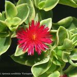 Aptenia cordifolia 'Variegata' - 