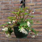 Begonia x tuberhybrida 'ILLUMINATION White' - 