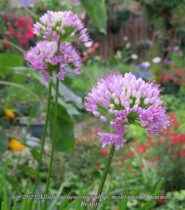 31+ Allium Pflanzen Kaufen, Allium (zierlauch) bestellen und zur