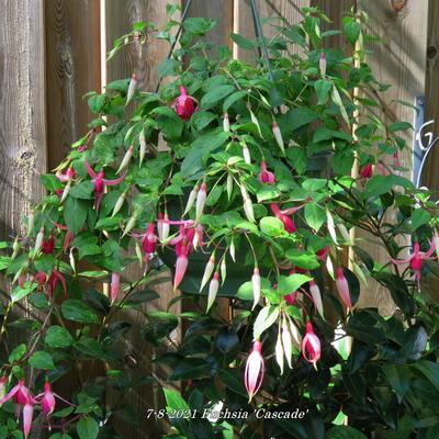 Fuchsia 'Cascade' - 