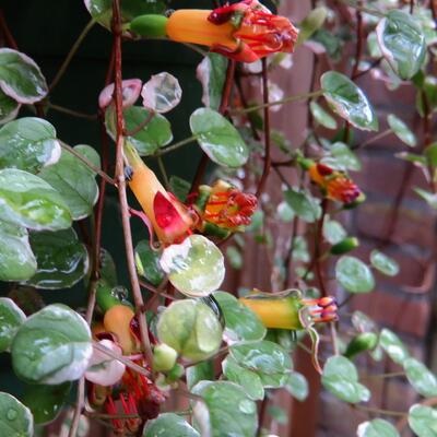 Fuchsia procumbens 'Wirral' - 