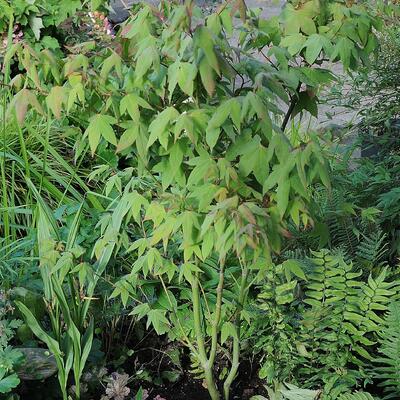 Acer palmatum ‘Mystic Jewel’ - 