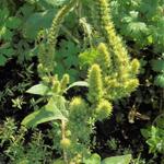 Amaranthus retroflexus - 