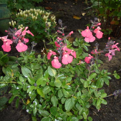 Salvia greggii 'Savannah Salmon Rose' - 
