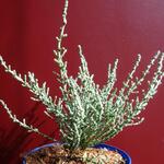 Olearia lepidophylla  - 