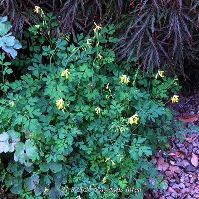 Corydalis lutea - Gelber Lerchensporn - Corydalis lutea