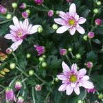 Chrysanthemum indicum 'Artistic Rosy' - 