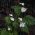 Begonia grandis 'Sparkle and Shine'